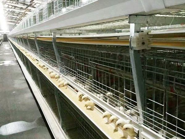 全自動籠養肉雞設備