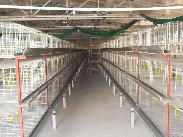 全自動肉雞飼養籠