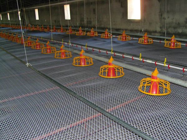 肉雞平養自動化設備